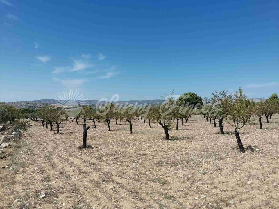 Terra a Biar, Alicante - foto 1